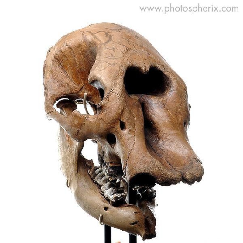 Mastodon Skull 360 Photography